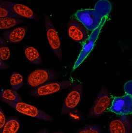 Apoptotic cells are stained with NucView™ 405 (blue) and CF™488A Annexin V (green).