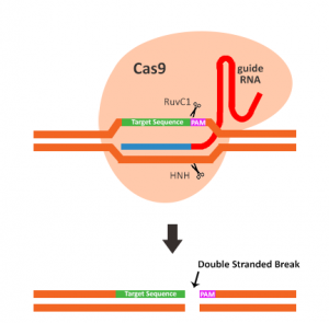 CRISPR/Cas9 Nuclease