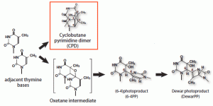 Haupttypen von DNA-Schäden, die durch UV-Sonnenstrahlung induziert werden, sind Cyclobutan-Pyrimidin-Dimere (CPDs), (6-4) -Photoprodukte (6-4PPs) und Dewar-Photoprodukte (DewarPPs), die zwischen benachbarten Pyrimidin-Nukleotiden am selben DNA-Strang gebildet werden.