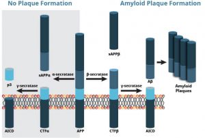 Beta Amyloid