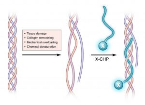 Kollagen Hybridizierendes Peptid (CHP)