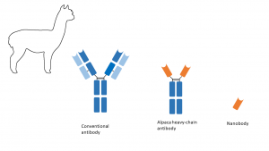 Ein konventioneller Antikörper besteht aus zwei leichten und zwei schweren Ketten. Der deutlich kleinere Kamelid-Antikörper besteht nur aus zwei schweren Ketten. Die Fragmente der Kamel, Lama und Alpaka Antiköper werden auch als Nanobodies (Nanobody) bezeichnet.