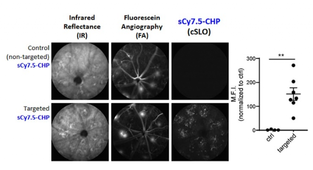 Shown is the in vivo sCY7.5-CHP probe in a subretinal fibrosis mouse model.