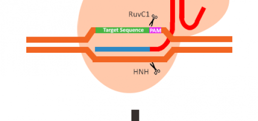 CRISPR/Cas9 Nuclease